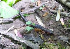 Plethodon cinereus
