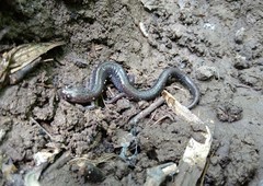 Plethodon cinereus