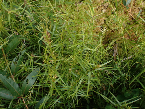 Dulichium arundinaceum, photograph 5