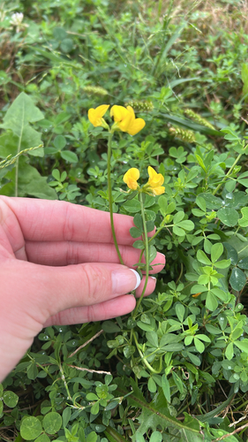 bird's-foot trefoil