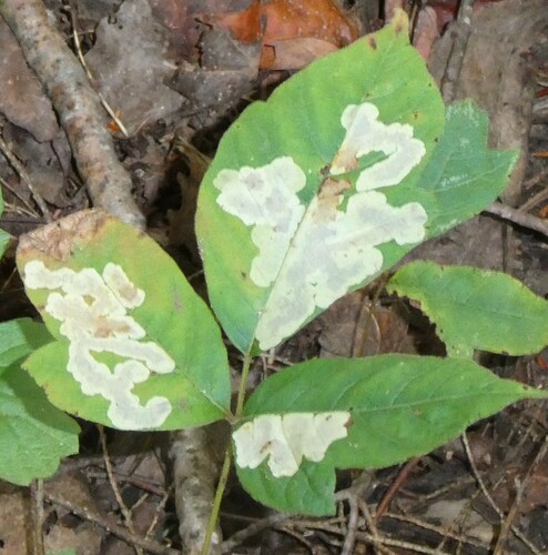 Poison Ivy Leaf-miner Moth