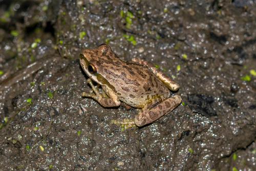 iNaturalist observation photo of Pacific chorus frog