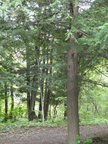 eastern hemlock