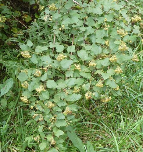 common ninebark