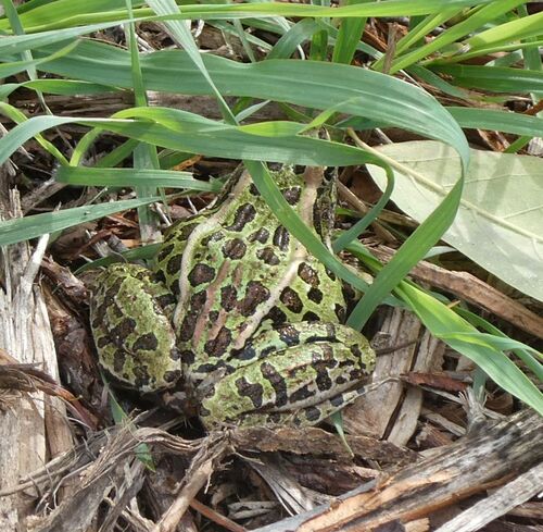 Northern Leopard Frog