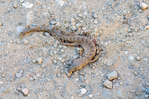 iNaturalist observation photo of Southern Alligator Lizard