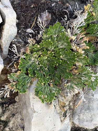 Selaginella lepidophylla, photograph 1