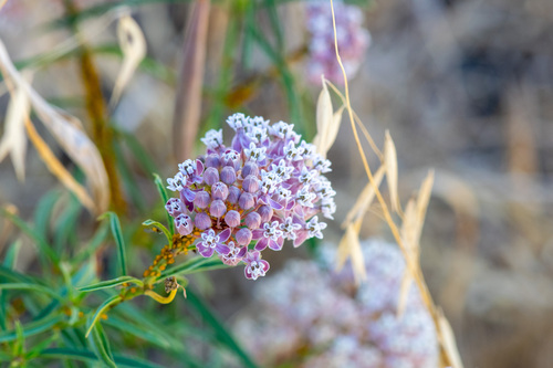 iNaturalist observation photo of narrowleaf milkweed