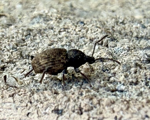 Raucous Broad-nosed Weevil