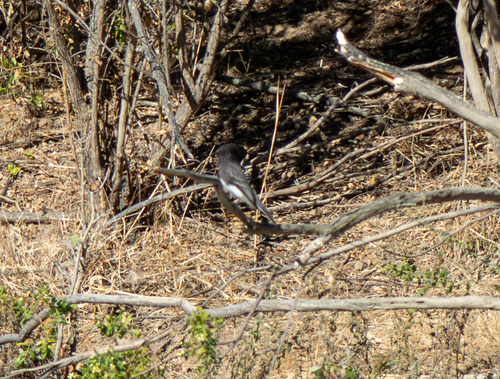 iNaturalist observation photo of Black Phoebe