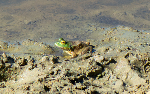 iNaturalist observation photo of American Bullfrog