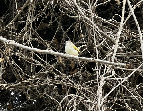 Green-backed Camaroptera