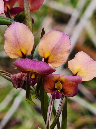 Purple Pansy Orchid