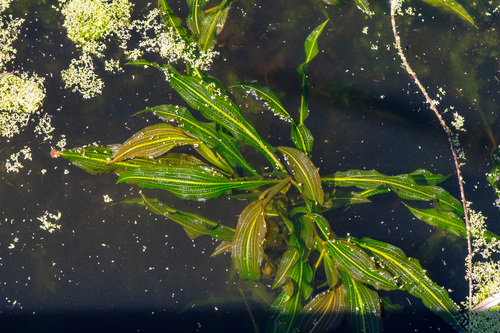 iNaturalist observation photo of shining pondweed