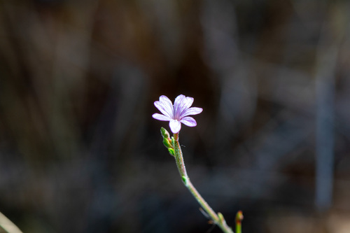 iNaturalist observation photo of willowherbs