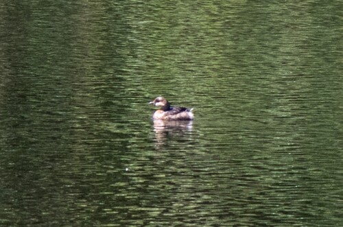 iNaturalist observation photo of Pied-billed Grebe