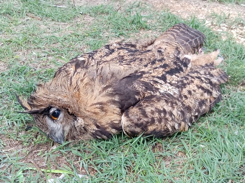 Eurasian Eagle-Owl