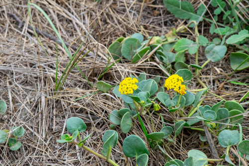 Abronia latifolia, photograph 6