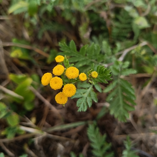 tansy