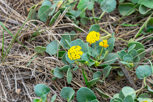 Abronia latifolia, photograph 5