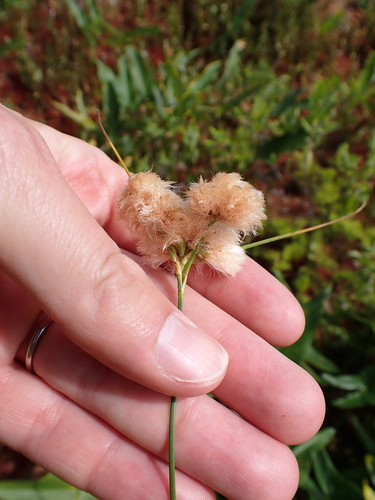 Eriophorum virginicum, photograph 6