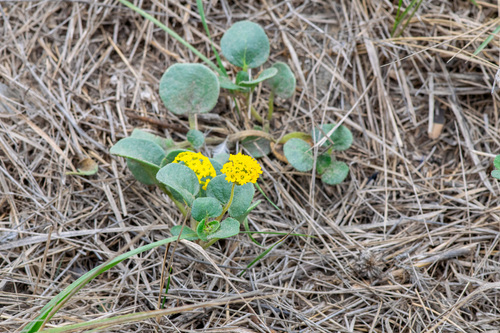 Abronia latifolia, photograph 4