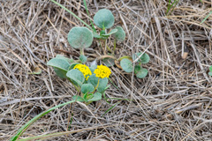 Abronia latifolia, photograph author not stated, no rights reserved