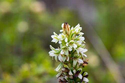 Platanthera elegans, photograph 2