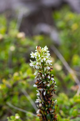 Platanthera elegans, photograph author not stated, no rights reserved