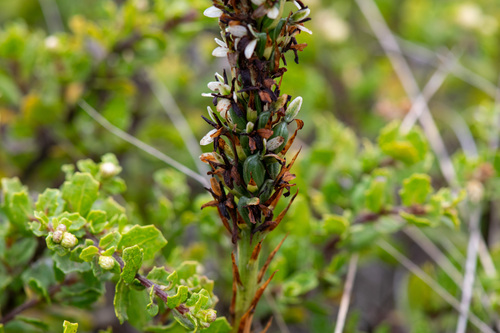 Platanthera elegans, photograph 4