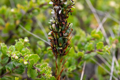 Platanthera elegans, photograph author not stated, no rights reserved