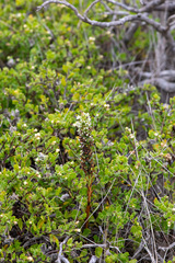 Platanthera elegans, photograph author not stated, no rights reserved