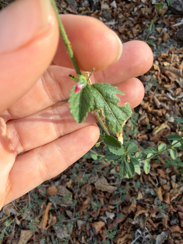 Hibiscus micranthus, photograph 3