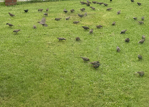 European Starling
