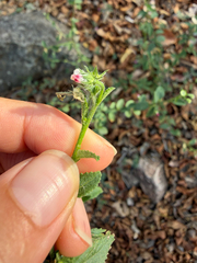 Hibiscus micranthus