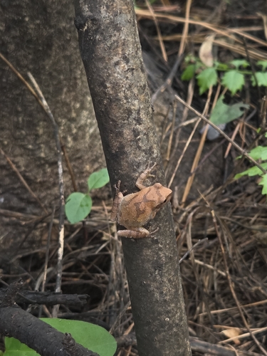 Spring Peeper