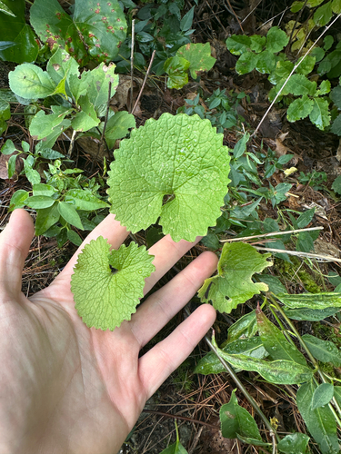 garlic mustard