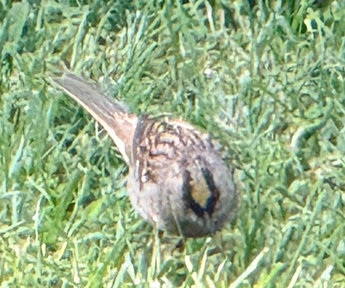 Golden-crowned Sparrow