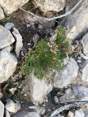 Selaginella lepidophylla, photograph (c) Ian McFaul, some rights reserved (CC BY)