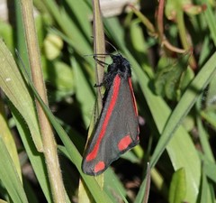 Tyria jacobaeae