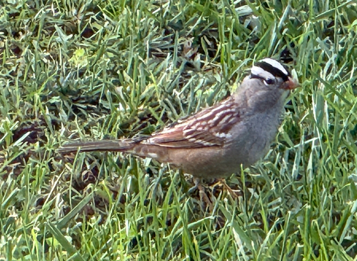 White-crowned Sparrow