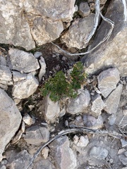 Selaginella lepidophylla, photograph (c) Ian McFaul, some rights reserved (CC BY)