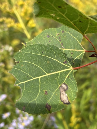 quaking aspen