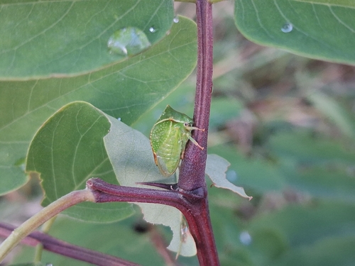 Buffalo Treehopper
