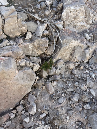 Selaginella lepidophylla, photograph 4