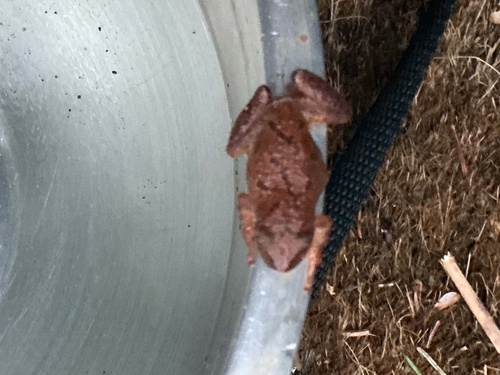 Spring Peeper