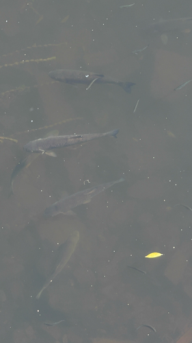 European Chub