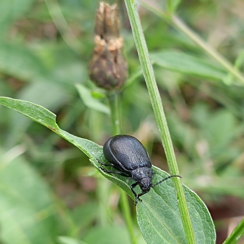 black-punctured leaf beetle