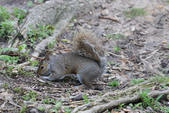 Sciurus carolinensis