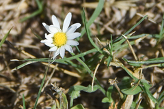 Astranthium ciliatum